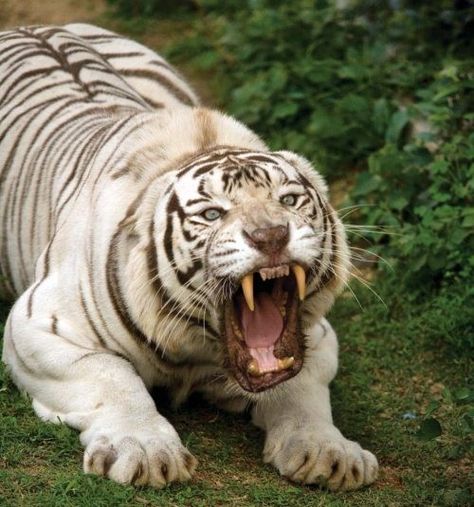 Cat Anatomy, Scary Dogs, Tiger Pictures, Wild Animals Pictures, Dangerous Animals, Pet Tiger, Most Beautiful Animals, Majestic Animals, White Tiger