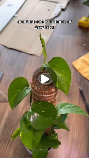 House Plant Nirvana on Instagram: "Beginner plant care tips for pothos! follow @botanicaltings on tiktok  DM for credit or removal request (no copyright infringement intended).💡💡 🔗 All rights and credits reserved to the respective owner(s) photo cred: @botanicaltings on tiktok  #plantcaretip #plantcare #plantcare101 #plantcareisselfcare #plantlovers #plantparent #plantmom #plantdad #plantjokes #plantdecor #plantshelfie #planthoarder #plantasdecasa #plantsmakemehappy #plantasdeinterior #houseplant #houseplantlove #houseplantsmakemehappy #houseplantdiary #houseplanthome #houseplantaesthetic #houseplanthoarder #houseplanthobbyist #houseplantsociety #houseplantdecor #houseplantshop #houseplantcollector #houseplantinspiration #houseplantcollection #houseplantjungle" Pothos Trailing Ideas, How To Replant Plants, Ivy Plant Indoor Decor Ideas, Pathos Plant Decor, Pothos Plant Decor Ideas, Pothos Climbing Ideas, Pathos Plant, Ivy Plant Indoor, Plant Jokes