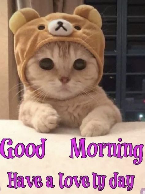 Good Morning Quotes Cute, Morning Quotes Cute, Gif Good Morning, Cute Good Morning Gif, Good Morning Animals, Good Morning Cat, Morning Cat, Good Morning Funny Pictures, Morning Memes