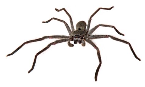 Police respond to woman screaming in apartment, find man inside afraid of a spider. Australian Huntsman Spider, Spiders In Australia, Household Bugs, Hunter Spider, Signs Of Termites, Signs Of Bed Bugs, Mice Infestation, Spider Control, Huntsman Spider