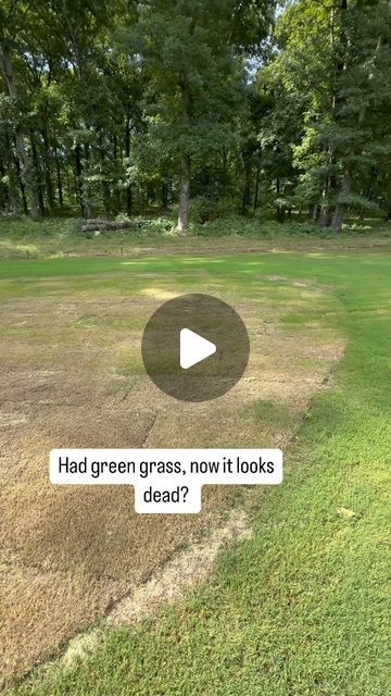 TJ Breil on Instagram: "Army worms 🐛 can cause havoc within just a few short days. They do like to munch on 30-60 day old sod, but established grass is not immune! If your grass quickly turned brown with no explanation, try this trick ⛳️. Dish soap and water #diy #lawn #lawncare #landscaping" Florida Landscaping, Diy Lawn, Diatomaceous Earth, Home Landscaping, Outdoor Inspirations, Yard Ideas, Green Grass, Lawn Care, Garden And Yard