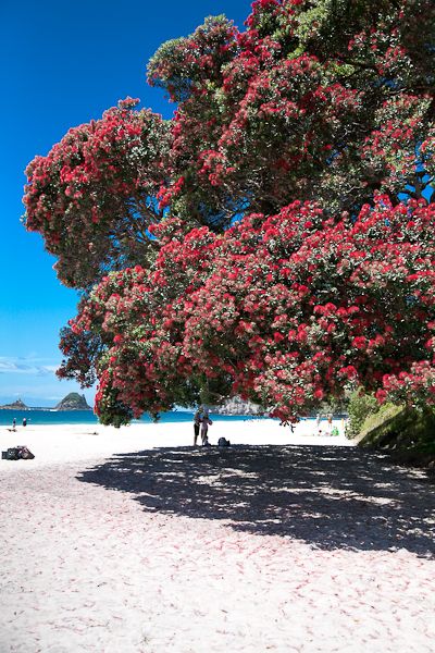 Hahei, NZ Pohutukawa Tattoo, Scenery Beach, Phuket Island, North Island New Zealand, Nz Travel, English Spelling, New Zealand Landscape, New Zealand Houses, New Zealand North