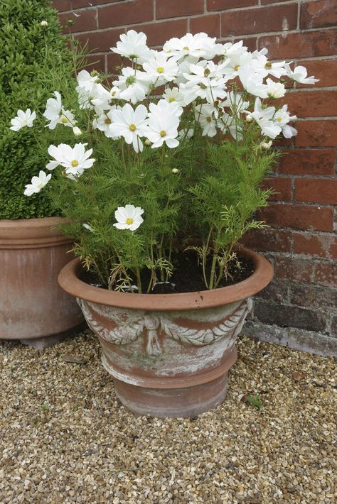 Growing cosmos in pots is easy, and you?ll be rewarded with plenty of flowers for cut or dried arrangements, or you can simply enjoy them in their pot. Read here to learn more about container grown cosmos. Potted Cosmos, White Flowers In Pots, Annuals In Pots, Growing Cosmos, Planting Garden, Dried Arrangements, Potted Flowers, Patio Pots, Container Gardening Flowers