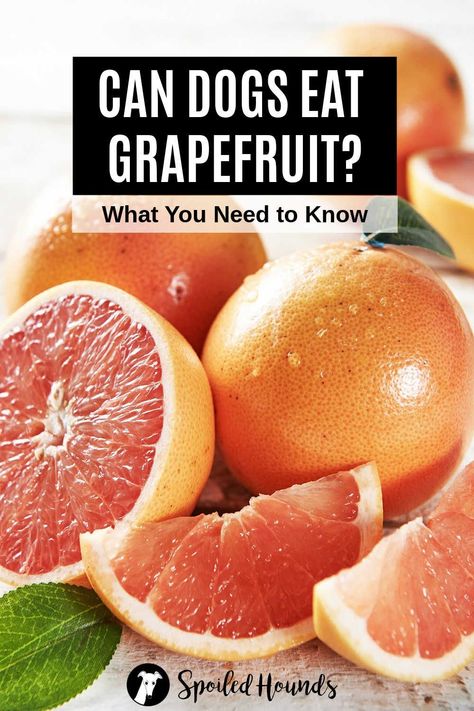 Can dogs eat grapefruit? Can dogs have grapefruit juice? Keep your dog safe and find out what you need to know about dogs eating grapefruit including the skin, pulp, seeds, and juice. Can Dogs Eat Eggs, Health Benefits Of Grapefruit, Can Dogs Eat Strawberries, Grapefruit Benefits, Salad Aesthetic, Cream Salad, Food Resources, Salad Ideas, Fruit Salad Recipes