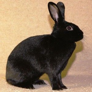 images of black rabbits - Google Search Havana Rabbit, Rabbit Artwork, Rabbit Wallpaper, Pet Bunny Rabbits, Raising Rabbits, Rabbit Breeds, Rabbit Drawing, Beautiful Rabbit, Black Bunny