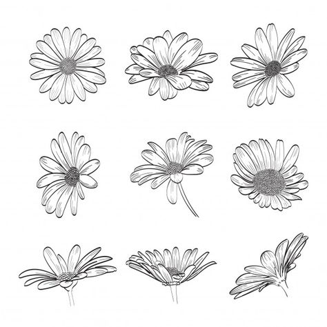 Daisy hand drawn collection | Premium Vector #Freepik #vector #background #flower #wedding #vintage Daisy Drawing Simple Tattoo, Daisy Sketch Simple, How To Draw Daisies, Daisies Drawing, Daisy Flower Drawing, Daisy Tattoo Designs, Daisy Drawing, Daisy Flower Tattoos, Flores Tattoo