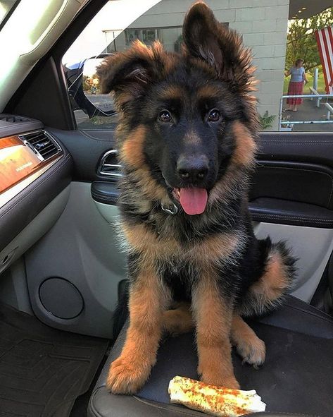 German Shepherd Mix Puppies, German Shepherd Pictures, Cute German Shepherd Puppies, Gsd Puppy, Bulldog Breeds, Dog German, Psy I Szczenięta, Gsd Puppies, West Highland Terrier