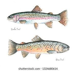 Trio Art, Trout Art, Fish Watercolor, Rainbow Trout Fishing, Watercolor Fish, Two Fish, Art Aquarelle, Rainbow Trout, Fish Painting