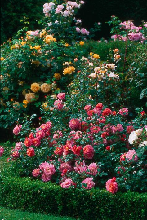 Old English Roses, Christopher Marlowe, Rose Garden Design, Hgtv Garden, Rose Gardens, Fragrant Roses, Diy Rose, Rose Varieties, David Austin Roses