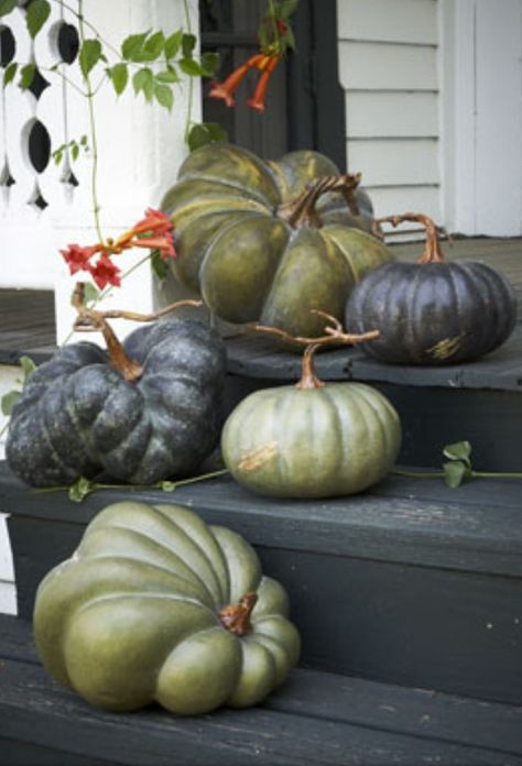 ❥ love the green and charcoal pumpkins...why can't I ever find pumpkins this beautiful? ??? Halloweenpyssel Barn, Thanksgiving Pumpkins, Dekoratívne Vence, Pumpkins And Gourds, Pumpkin Display, Hemma Diy, Zucca Halloween, Green Pumpkin, Autumn Decorating