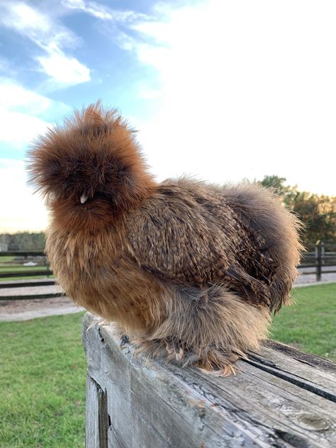 Partridge silkies come in a few different colors. This is Lil Beauty❤️ Partridge Silkie Chicken, Silkies Chickens, Silkie Chickens Colors, Silkie Chickens, Chicken Life, Crazy Chicken, Beautiful Chickens, Crazy Chicken Lady, Chicken Lady