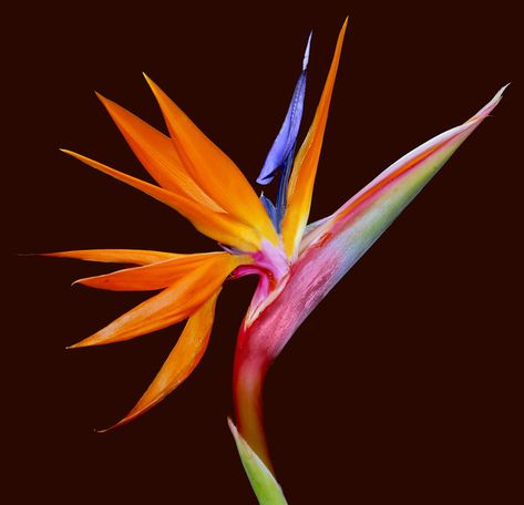 Bird of Paradise | On Explore 11.24.06. create greeting card… | Flickr Birds Of Paradise Plant, Bird Of Paradise Flower, Paradise Plant, Birds Of Paradise Flower, Flower Bird, Bird Of Paradise, Bird Garden, Exotic Plants, Tropical Garden