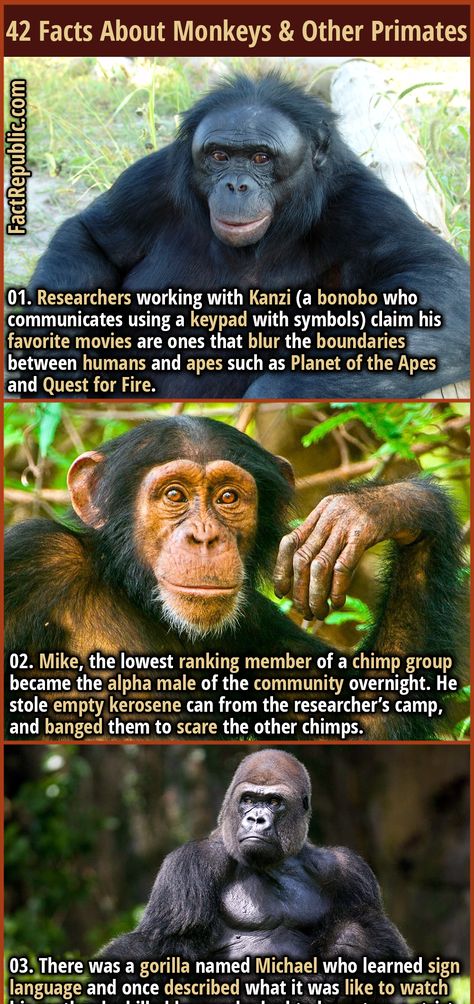 animal science history easter goodfriday Planet Of Apes, Weird Animal Facts, History Knowledge, Animal Facts Interesting, Monkey Types, Epic Facts, Science Movies, Types Of Monkeys, Random Knowledge