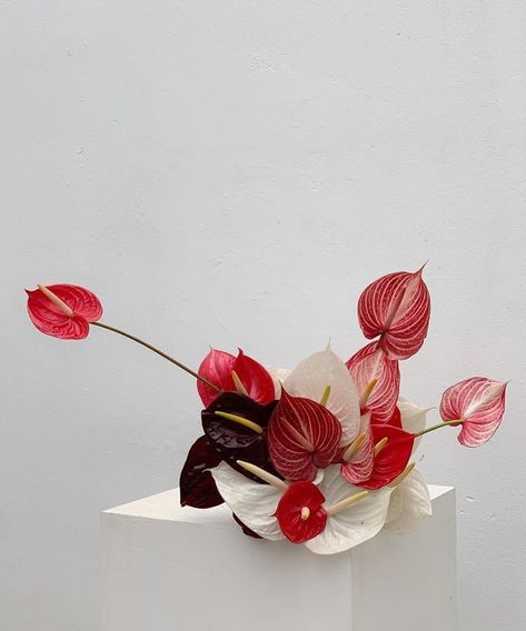 ❣️ via @hattiemolloy . . . . . . . . #pointsinspo #inspo #floraldesign #dreamy #holidayseason #mondaymood Anthurium Arrangement, Sogetsu Ikebana, Anthurium Flower, Flower Installation, Flower Therapy, Bouquet Arrangements, Deco Floral, Arte Floral, Modern Floral