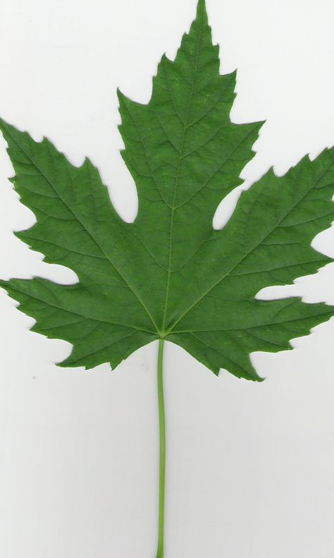 Trees- Identification Flashcards by ProProfs Daun Maple, Maple Leaf Images, Tree Leaf Identification, Silver Maple Tree, Norway Food, Leaf Identification, Tree Id, Silver Maple Leaf, Tree Identification