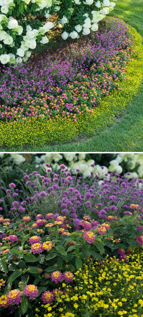 Pollinating Garden Ideas, Garden Layering Landscaping, Easy Backyard Plants, Garden Layout Flower, Pollinator Flower Garden, Easy Pollinator Garden, Part Sun Pollinator Garden, California Pollinator Garden, Lantana Garden Flower Beds