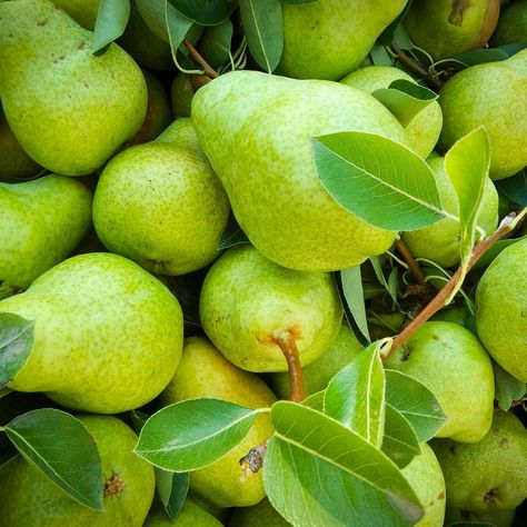 Pear Green Aesthetic, Pears Aesthetic, Pear Aesthetic, Fresh Pear Recipes, Pear Cobbler Recipe, Pear Orchard, Pear Cobbler, Pear Varieties, Christmas Pear