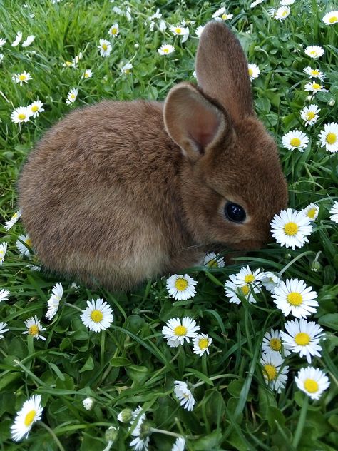 Uliana Core, Bunny In Garden, Rabbit Aesthetic, Spring Animals, Snowy Forest, Bunny Pictures, Haiwan Peliharaan, Pretty Animals, Arte Inspo