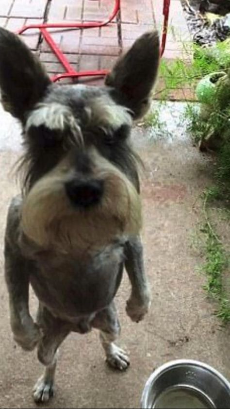 Suspicious Dog, Silly Animal Pictures, Angry Animals, Angry Dog, Ugly Dogs, Goofy Dog, Very Cute Dogs, Funny Animal Photos, Silly Dogs