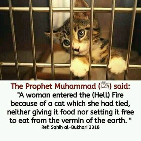 Allah Loves You, Hell Fire, Muslim Couple Quotes, Islamic Information, Abyssinian Cats, Allah Love, The Prophet, Islamic Pattern, Cat Names