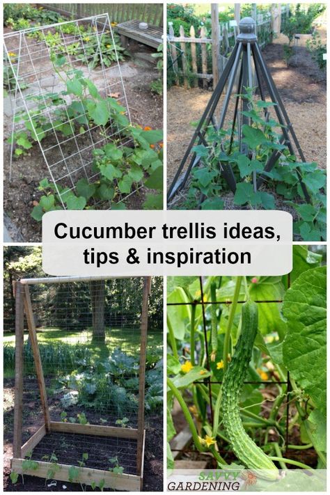 Cucumber Plants Trellis, Cucumber Planting Ideas, Garden Cucumbers, Growing Cucumbers Vertically, Gardening Veggies, Cucumber Trellis Diy, Cucumber Plants, Allotment Ideas, Cucumber Gardening