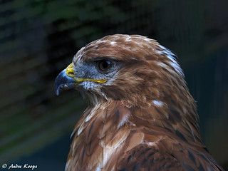 Eagle Side View, Eagle Swooping Down, Bald Eagle Reference, European Eagle Owl, Buzzard, Eurasian Eagle Owl Photography, Side View, Photography Photos, Eagles