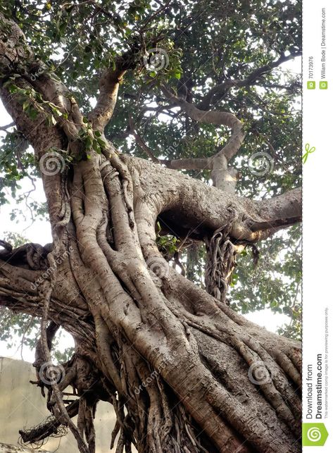 Large Twisted Tree stock photo. Image of branches, large - 70173976 Weird Trees, Self Thought, Twisted Tree, Giant Tree, Tree Images, Banyan Tree, Unusual Things, Big Tree, Varanasi