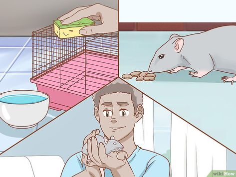 Rat Care Tips, Pet Rat Cages, Rat Care, Pet Rat, Fancy Rat, Cute Piglets, Beluga Whale, Pet Rats, Rare Animals