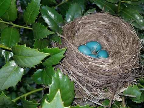 All About Robin Nests and Robin Eggs Bluebird Nest, Robin Eggs, Baby Robin, Blue Eggs, Bird Eggs, Robin Bird, How To Attract Birds, Baby Bird, Nesting Boxes