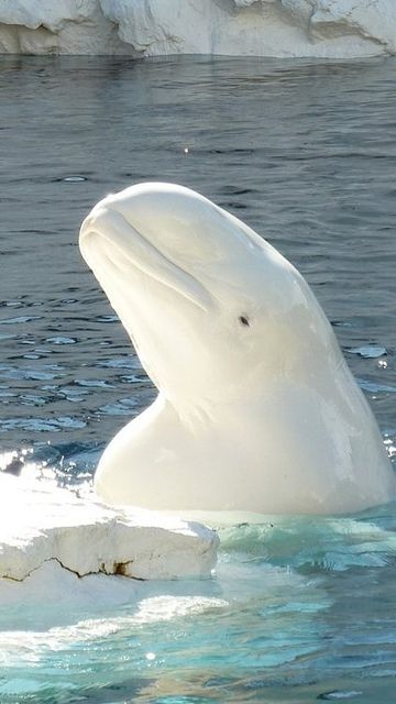 Cute Ocean Animals, Beluga Whales, Fauna Marina, Cele Mai Drăguțe Animale, Matka Natura, Albino Animals, White Whale, Cute Whales, Beluga Whale