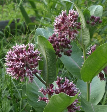 Asclepias speciosa Milkweed Plant, Front Yard Plants, Buy Seeds, Kids Sensory, Front Yard, Perennials, Planting Flowers, Seeds, Home And Garden