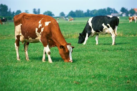 An A-Z List of Herbivore Animals With Pictures Milk Facts, Images Of Cows, Herbivorous Animals, Grazing Cow, Mystery Science, Cow Pictures, List Of Animals, Animal Welfare, Farm Animals