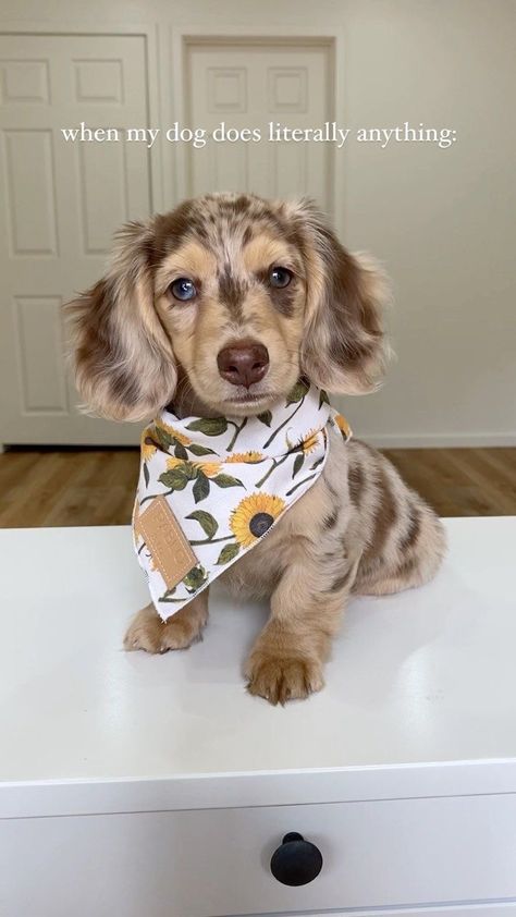 Full Grown Dachshund, Dutch Hound Dachshund, Fluffy Dachshund Puppy, Long Hair Dapple Dachshund, Dauschaund Puppies, Dashund Dogs, Dachshund Aesthetic, Winner Dogs, Doxin Dog