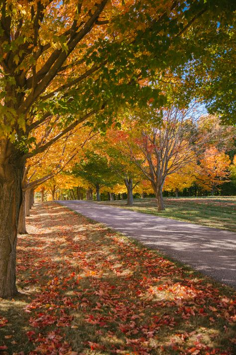 New England In The Fall, England In The Fall, Autumn Gardening, Autumn 23, Fall Garden, Autumn Scenes, Fotografi Alam Semula Jadi, Autumn Nature, Autumn Scenery