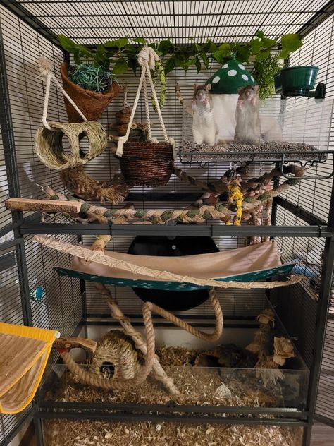 Crochet Pet Rat Toys, Ray Cage Ideas, Rat Cage Decoration Ideas, Pet Rat Cages Aesthetic, Rat Habitat Ideas, Pet Rat Cage Setup, Rat Enclosure Diy, Critter Nation Cage Ideas Pet Rats, Pet Rat Enclosures