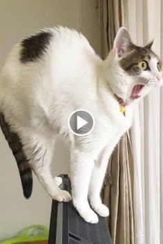 Funny Cat Videos to Make You Smile! 2022Share this video: https://youtu.be/KetwoeCIpR4(~ Subscribe to Our Channel For More Cats Videos. #cats #catlovers #youtube #funny #memesdaily #videogames Best Cat Gifs, Cat And Dog Videos, Morning Funny, Funny Cats And Dogs, Cute Cat Gif, Kittens Funny, Funny Dog Videos, Cute Animal Videos, Funny Cute Cats