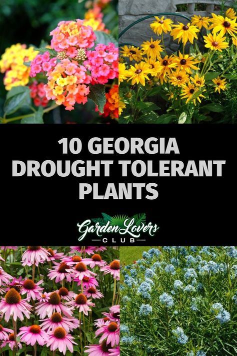 The state of Georgia includes the USDA zones of 6a through 9a. No matter the area of Georgia where you reside, you need to know about drought-tolerant plants in case a drought strikes your region. Native Plants To Georgia, Georgia Backyard Landscaping, Georgia Landscaping Ideas, Georgia Native Landscaping, Gardening In Georgia, Coastal Georgia Landscaping, Native Georgia Plants Landscapes, Native Georgia Plants, Georgia Native Plants Gardening