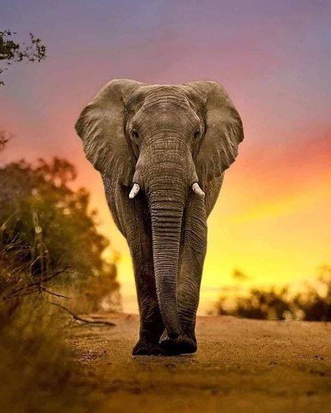 African Bush Elephant, Bull Elephant, Elephant Photography, Elephant Images, Elephant Pictures, Elephants Photos, Big Animals, Elephant Painting, Elephant Love