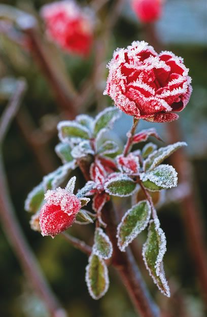 The last rose of the season. Beautiful frozen rose. Frozen Rose, Inspiration Tattoos, Winter Rose, Winter Frost, Airbrush Art, Winter Scenery, Winter Beauty, Winter Flowers, Love Rose