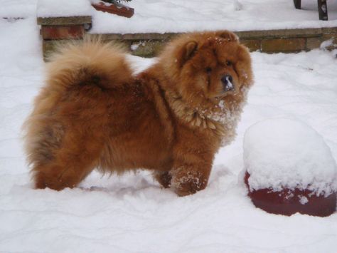 Red Chow Chow, Animal References, Wallpaper Iphone Christmas, Chow Chow, Beautiful Dogs, Wallpaper Iphone, Dog Breeds, Dogs And Puppies, Puppies