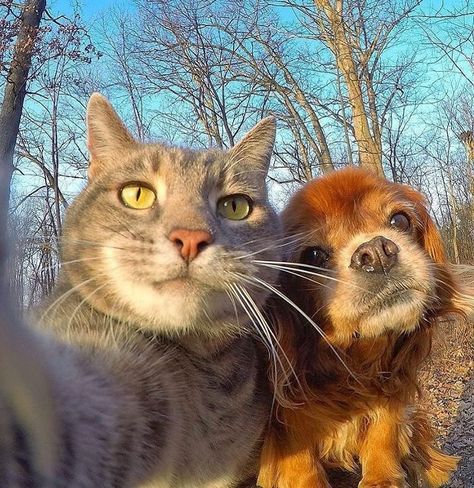 Selfie Cat, Cat Selfie, Dog Selfie, 웃긴 사진, Cat And Dog, Dog And Cat, Cute Cats And Dogs, Silly Cats, Funny Animal