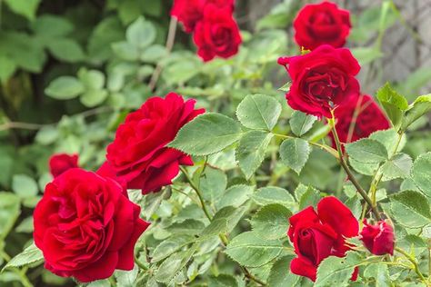 From SFGate home and garden section. How to prune rose bushes during the summer growing months. Trim Rose Bushes, How To Trim Roses, Pruning Roses, Rose Bushes, Rose Care, Red Rose Bouquet, Types Of Roses, Rose Trees, Planting Roses