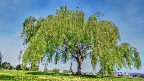 12 Trees That Will Ruin Your Yard10 Plants That Will Take Over Your Yard Willow Trees Garden, Weeping Birch, Weeping Trees, Trees For Front Yard, Weeping Willow Tree, Weeping Willow, Tree Care, Willow Tree, Garden Trees