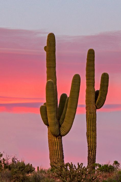 Desert Mood Board, Desert Cactus Photography, Cactus In Desert, Aesthetic Cactus, Cactus In The Desert, Cactus Aesthetic, Cactus Sunset, Cactus Photo, Cactus Images