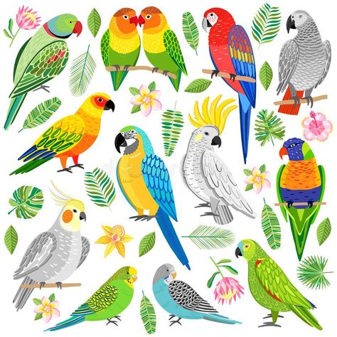 Tropical Parrot Illustration, Tropical Birds Drawing, Tropical Bird Drawing, Parotts Bird Drawing, Birds Illustration Drawing, Parrots Illustration, Parrots Drawing, Parrot Vector, Parrot Illustration