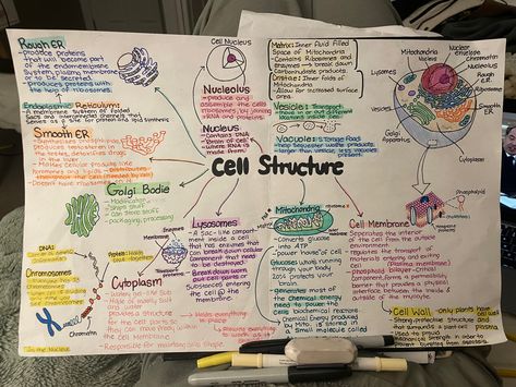 Biomolecules Mind Map, Biology Concept Map, Cell The Unit Of Life Mind Map, Cell Theory Notes, Physics Flashcards, Tissue Biology, Bio Notes, Neet Notes, Anatomy Flashcards