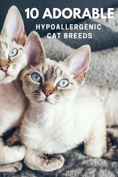 Hypoallergenic Cat Breeds, Cornish Rex Kitten, Cute Tiny Dogs, Cat Allergy, Cats That Dont Shed, Cat Breeds Hypoallergenic, Devon Rex Kittens, Devon Rex Cat, Bunny Chow