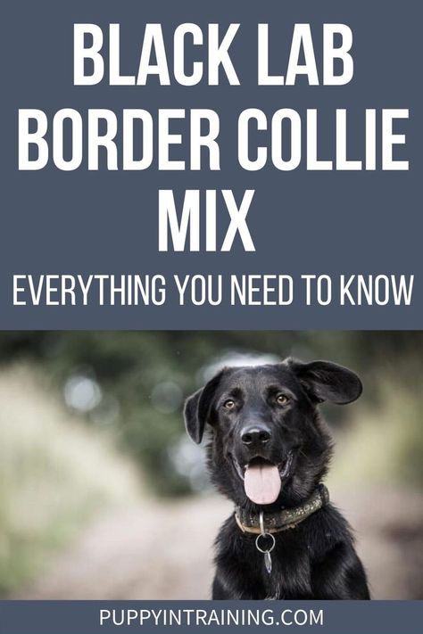 Black Lab Border Collie Mix - Everything You Need To Know - Borador sitting staring at the camera Black Lab Border Collie Mix Dog, Black Lab Mix Dogs, Borador Dogs, Border Collie Lab Mix, Border Collie Mix Puppies, Service Dogs Breeds, Dog Breeds That Dont Shed, Black Lab Mix, Cocker Spaniel Mix