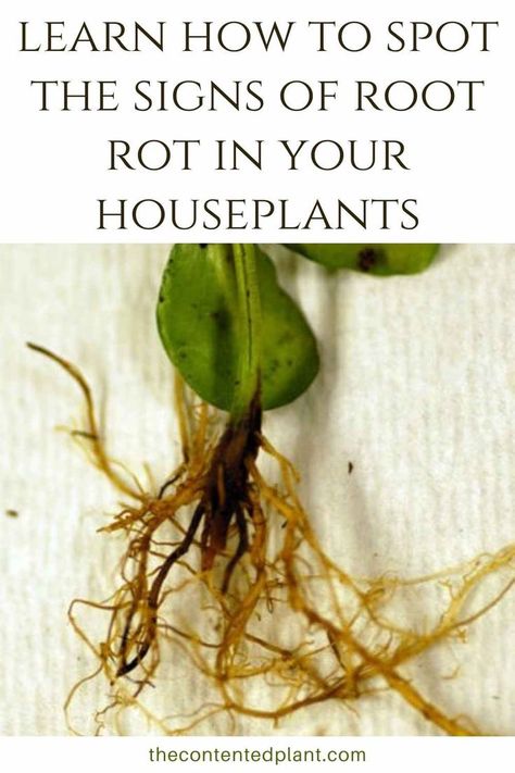 learn how to spot the signs of root rot in your houseplants -pin image Root Rot Houseplant, Rooting Plants, Nerve Plant, Plant Tips, Plant Mama, Corn Plant, Root Rot, Prayer Plant, Unique Planter