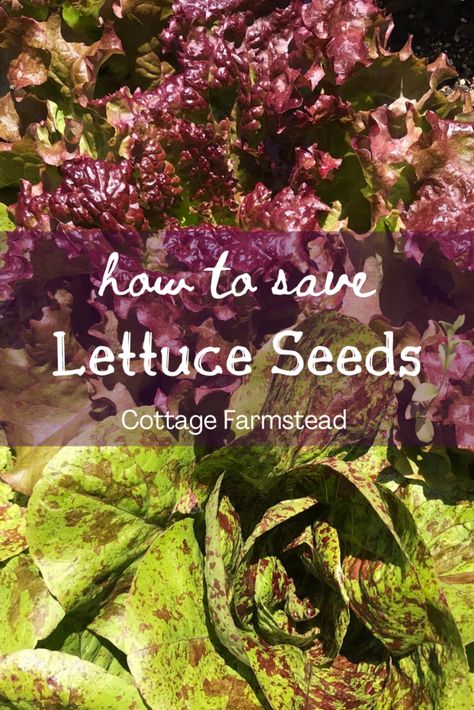 Saving Seeds From Vegetables, Backyard Vegetable Garden, Saving Seeds, Frugal Gardening, Beginner Gardening, Seed Storage, Green Lettuce, Lettuce Seeds, Growing Lettuce